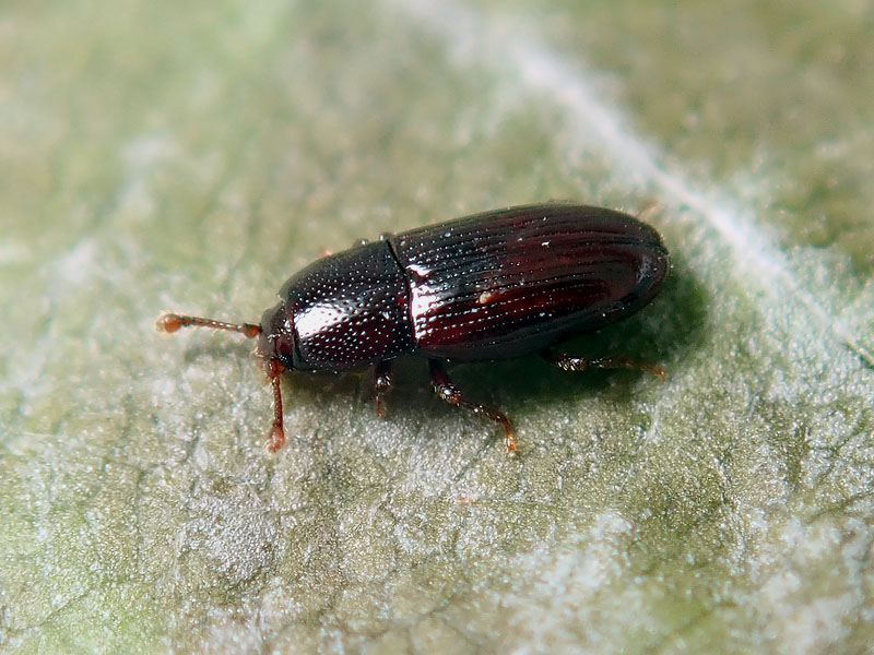 Tenebrionidae ??  No, Cerylonidae: Cerylon histeroides